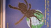 Kleiner Atlas der Vogelspinnen - Band 2