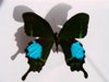 Papilio paris tamilana M